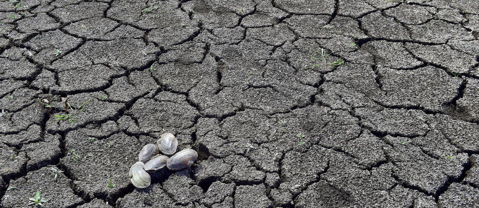 La végétation serait également l'une des grandes victimes du réchauffement climatique nocturne.
