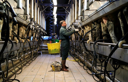 Pierre Breant one of the owners of French non-pasteurized Camembert cheese farm ''Le 5 Freres de Bermonville" works with an automatic milking machine at the farm in Bermonville, France, March 12, 2019. REUTERS/Gonzalo Fuentes