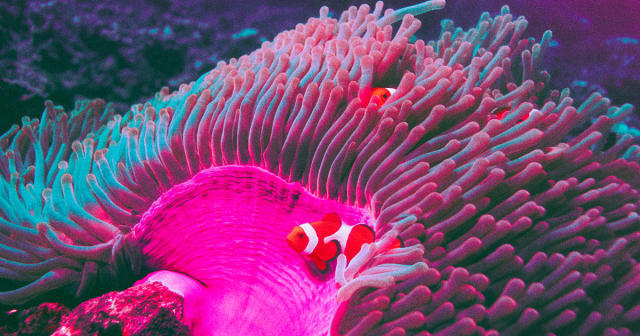 Seven Ways to Reuse Dead Hard Coral Skeletons, Reef Builders