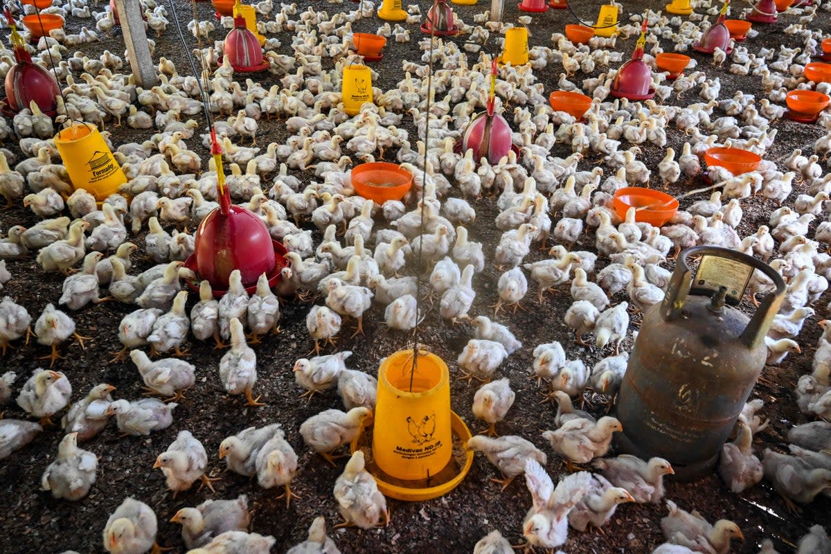 Chicks at a poultry farm during checks by government workers to examine the animals for signs of bird flu infection in Indonesia's Aceh province on 2 March this year (AFP via Getty Images)