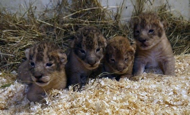 The cubs were based at Sweden’s Boras Djurpark zoo (Boras Djurpak)