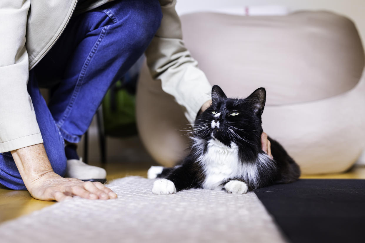 Person patting a black and white cat