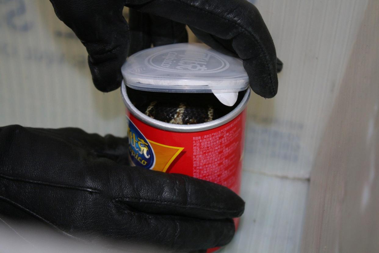 A king cobra snake seen hidden in a container: REUTERS