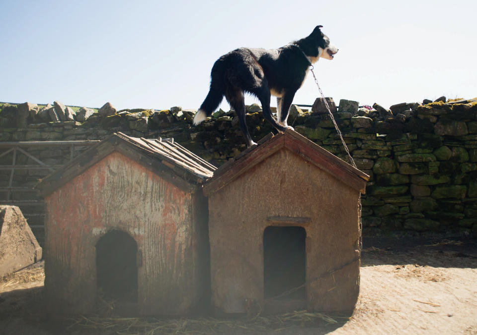 Un perro pastor obtiene una mejor vista durante una entrega de ovejas en Ravenseat, la granja de la pastora de Yorkshire Amanda Owen el 15 de abril de 2014 cerca de Kirkby Stephen, Inglaterra.  Amanda Owen dirige una granja en una colina en funcionamiento de 2000 acres en Swaledale, que es una de las zonas más remotas de North Yorkshire Moors.  Trabajando al ritmo de las estaciones, la granja cuenta con más de 900 ovejas Swaledale que ahora están entrando en la temporada de parto, así como ganado vacuno y equino.  (Foto de Ian Forsyth/Getty Images)