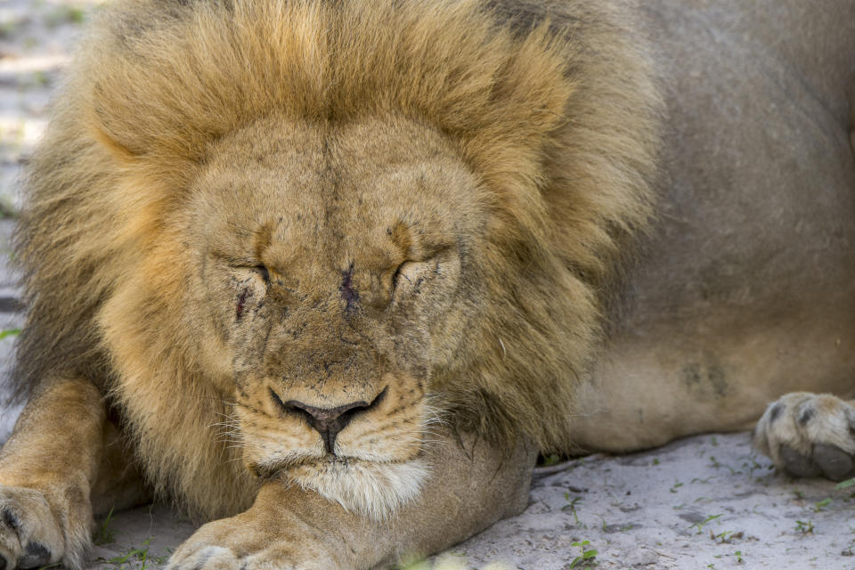 A sleeping lion