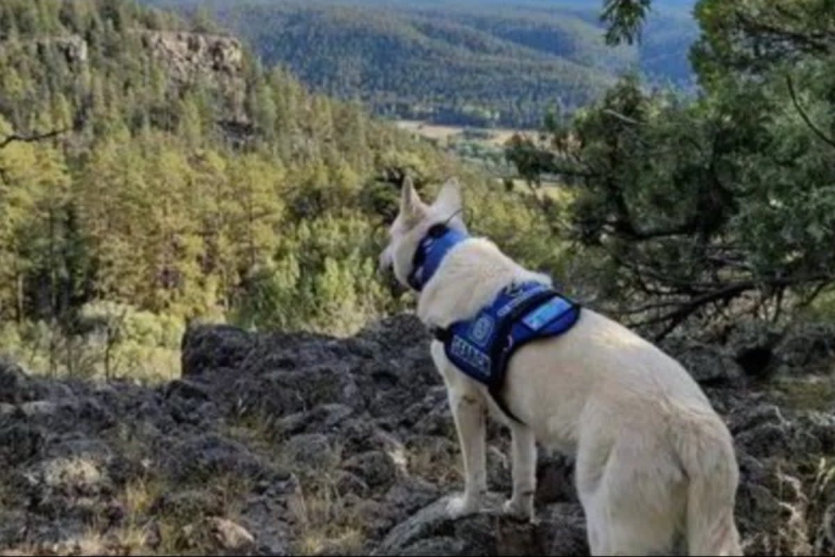 Taos Search and Rescue shared this image of a dog involved in the search for Rich Moore (Taos Search and Rescue )