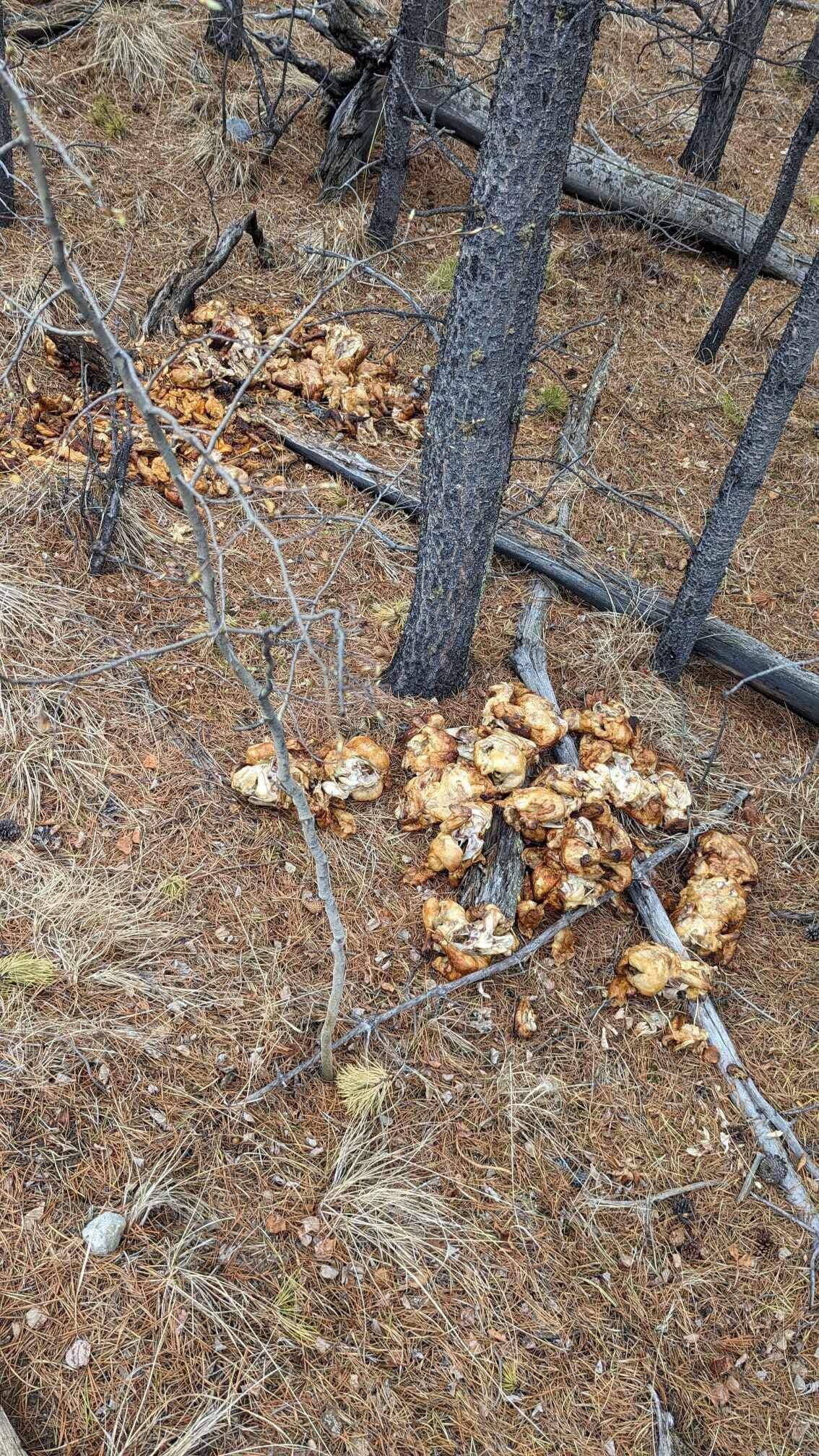 Linda Lamers and her dog Ossie recently found more than 40 rotisserie chickens, along with some chicken fingers and fries, dumped in the woods near their Ibex Valley home northwest of Whitehorse.   (Linda Lamers - image credit)