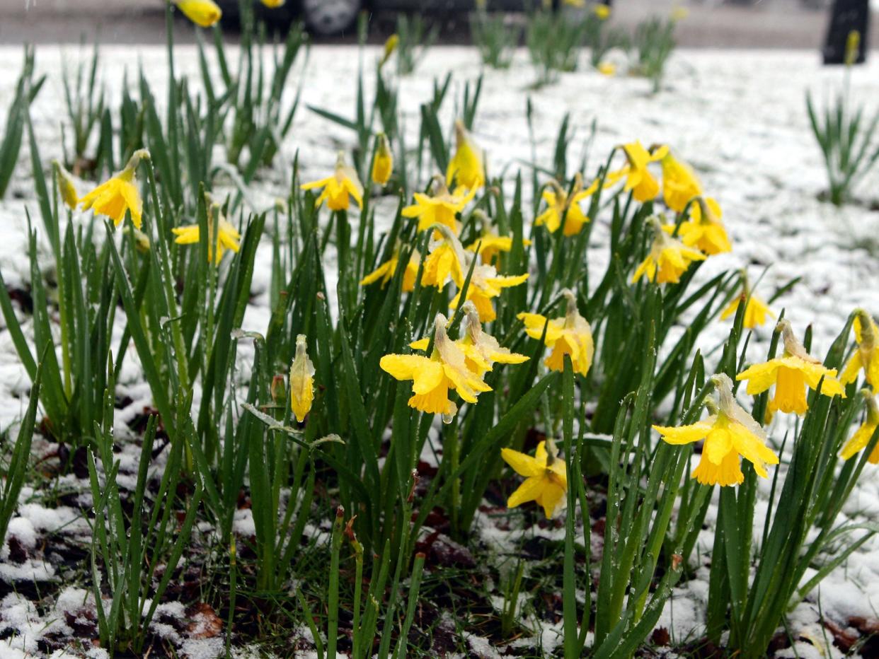 Snow covered daffodills in Gateacre Village, Liverpool (PA)
