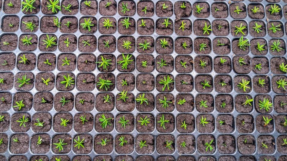 SMART tree shareholders will have first choice to buy the seedlings, and then any overproduction would be available to other growers, which they expect will happen soon.