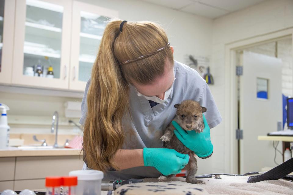 Mexican gray wolf pups at the Phoenix Zoo get a checkup.
