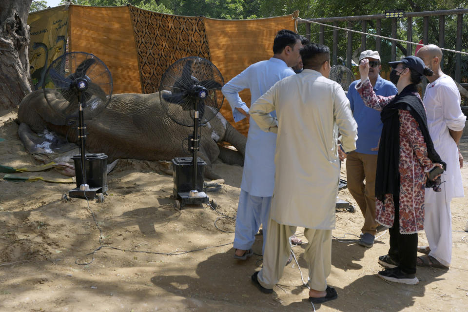 Unidentified officials stand near the body of an elephant named "Noor Jehan" at a zoo in Karachi, Pakistan, Saturday, April 22, 2023. The critically ill elephant that underwent a critical medical procedure by international veterinarians early this month, has died at a Pakistani zoo, officials said Saturday. (AP Photo/Fareed Khan)