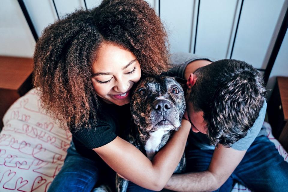 woman and man cuddle on a bed with a pit bull, one of the most affectionate dog breeds