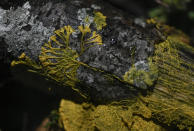 Esta célula se encuentra presente en los bosques, especialmente en lugares sombríos y húmedos. Si se seca es capaz de ser revivida cuando vuelve a encontrar las condiciones adecuadas, por lo que los científicos tienden a destacar que es prácticamente inmortal. (Photo by STEPHANE DE SAKUTIN/AFP via Getty Images)