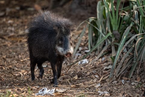 A peccary - Credit: SARAH MARSHALL