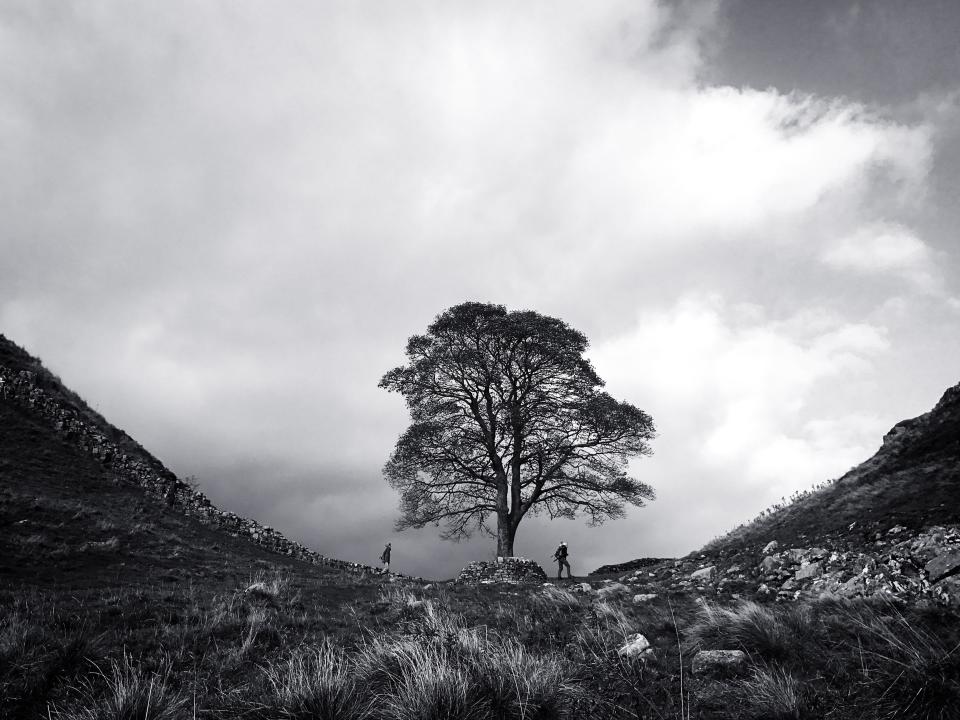 Second Place<br />"At Sycamore Gap"<br />Northumberland, U.K.<br />Shot on iPhone 7