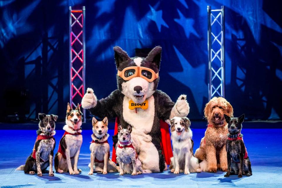 Stunt Dog Experience returns to the Gallo Center.