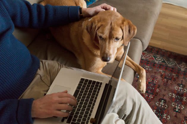 Some readers said working from home gave them the ability to provide for pets with terminal illnesses. (Photo: Betsie Van der Meer via Getty Images)