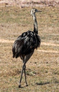A Greater Rhea paid a visit to local spectators on a recent safari to the Pantanal of Brazil.