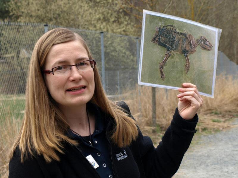 Geologin Yvonne Roeper zeigt ein Abbild des berühmten Urpferdchens, das in der Grube Messel gefunden wurde. Foto: Karin Willen