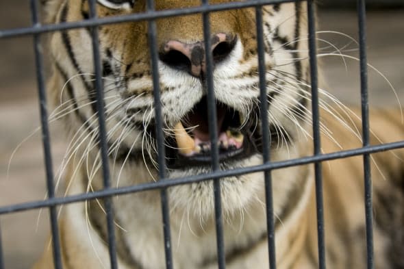 A Siberian tiger (Panthera tigris altaica) from the Henry Doorly Zoo.