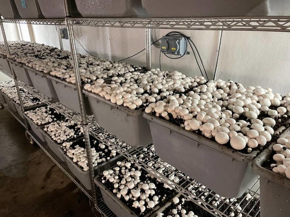 Penn State’s mushroom science and technology program is unlike any other in North America.