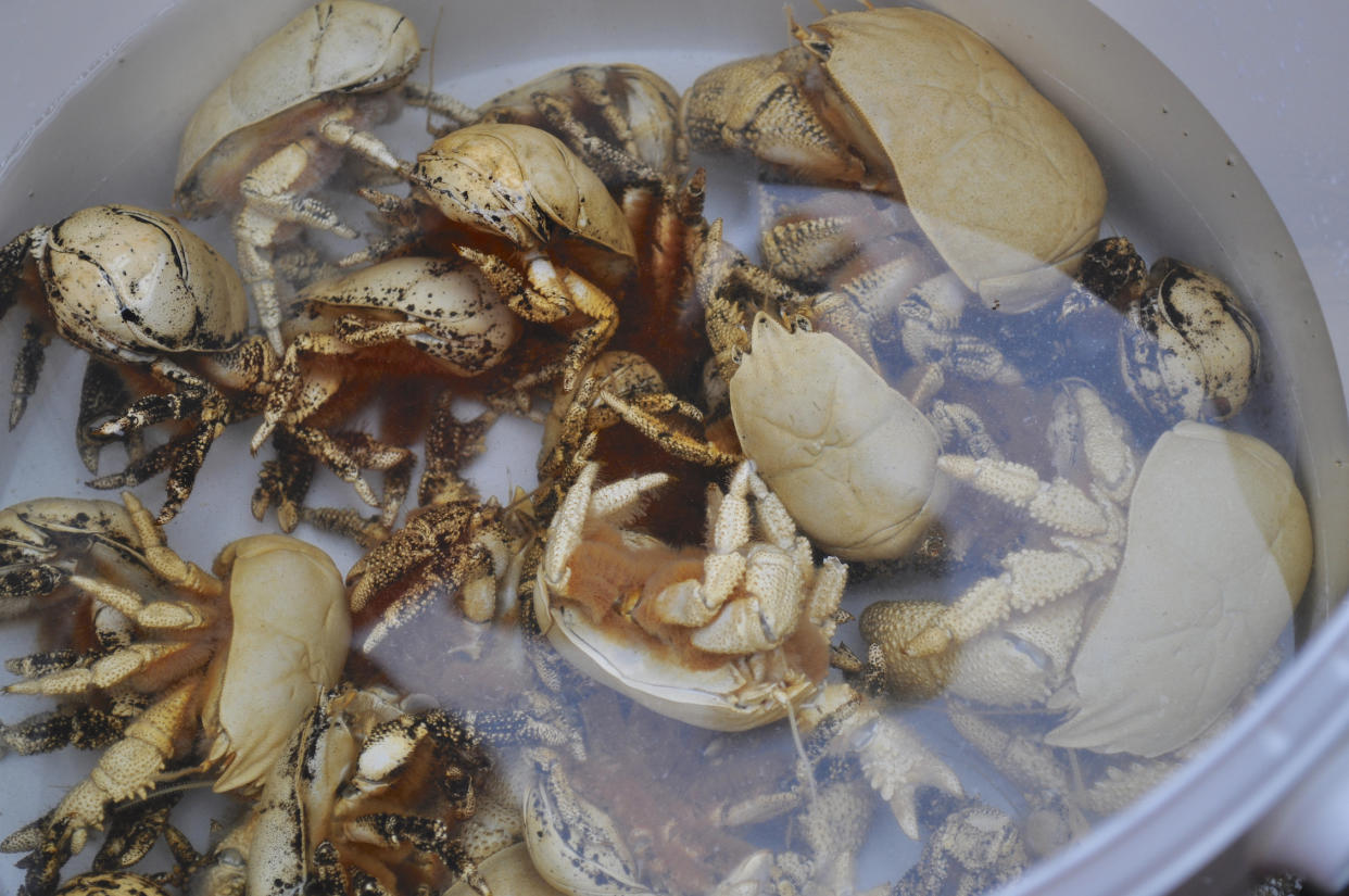 Crabs in a bucket. Photo: WikiCommons/Elpipster