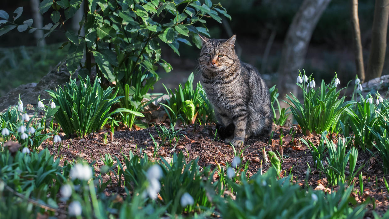  Cat in backyard 