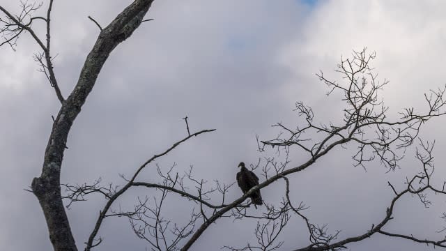 Turkey vultures in the United States.