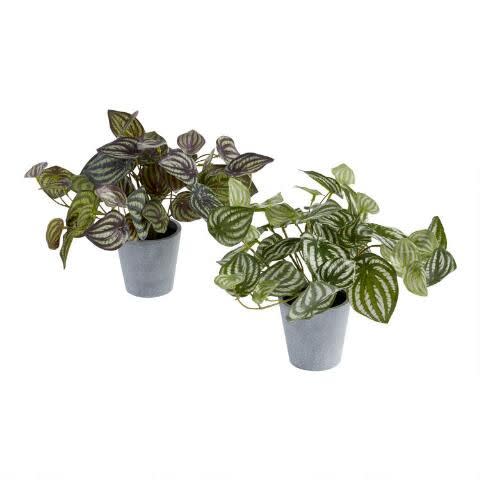 Faux Peperomia Plants: Set of 2