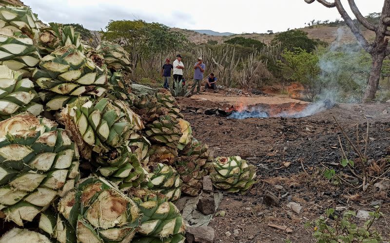 Venezuelan liquor cocuy is winning awards, but producers face hurdles