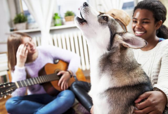 Love Those Singing Dog TikToks? 2 Vets Explain Why Dogs Do It