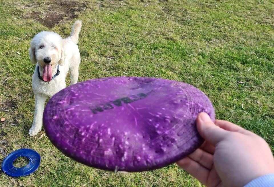 a hand holds a purple frisbee with a white dog in the background
