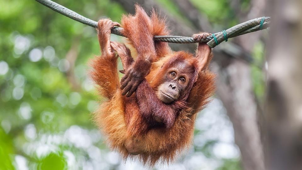 Orangutan at the zoo