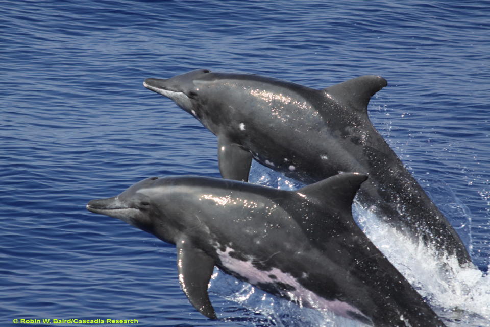 Rough-toothed dolphins. Researchers believe a rough-toothed dolphin was the father of the hybrid. (Photo:  Robin W Baird/Cascadia Research)