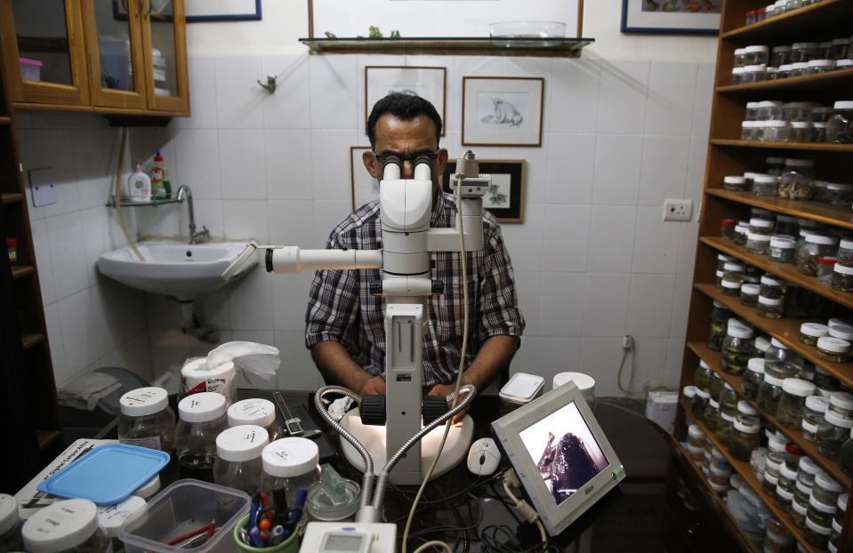 In this Thursday, May 1, 2014 photo, University of Delhi professor Sathyabhama Das Biju, lead scientist of a project that has discovered 14 new species of so-called dancing frogs in the jungle mountains of southern India, looks through an electronic microscope as he studies a frog at his laboratory in New Delhi, India. The study listing the new species brings the number of known Indian dancing frogs to 24 and attempts the first near-complete taxonomic sampling of the single-genus family found exclusively in southern India's lush mountain range called the Western Ghats, which stretches 1,600 kilometers (990 miles) from the west state of Maharashtra down to the country's southern tip. (AP Photo/Saurabh Das)