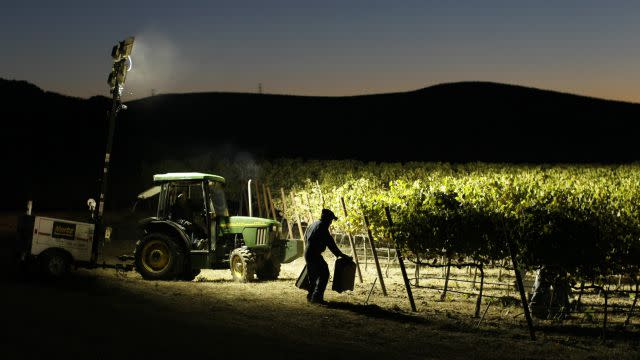 wine harvesting