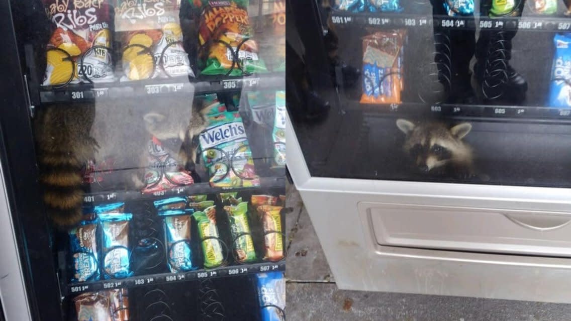 Raccoon caught red-handed inside of a Florida high school vending machine. (Photo: Volusia County Sheriff's Office)