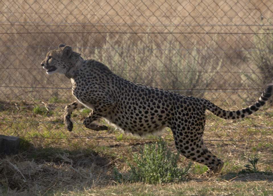 A cheetah jumps inside a quarantine section before being relocated to India next month, at a reserve near Bella Bella, South Africa, Sunday, Sept. 4, 2022. South African wildlife officials have sent four cheetahs to Mozambique this week and plan to send more cheetahs to India next month. (AP Photo/Denis Farrell)