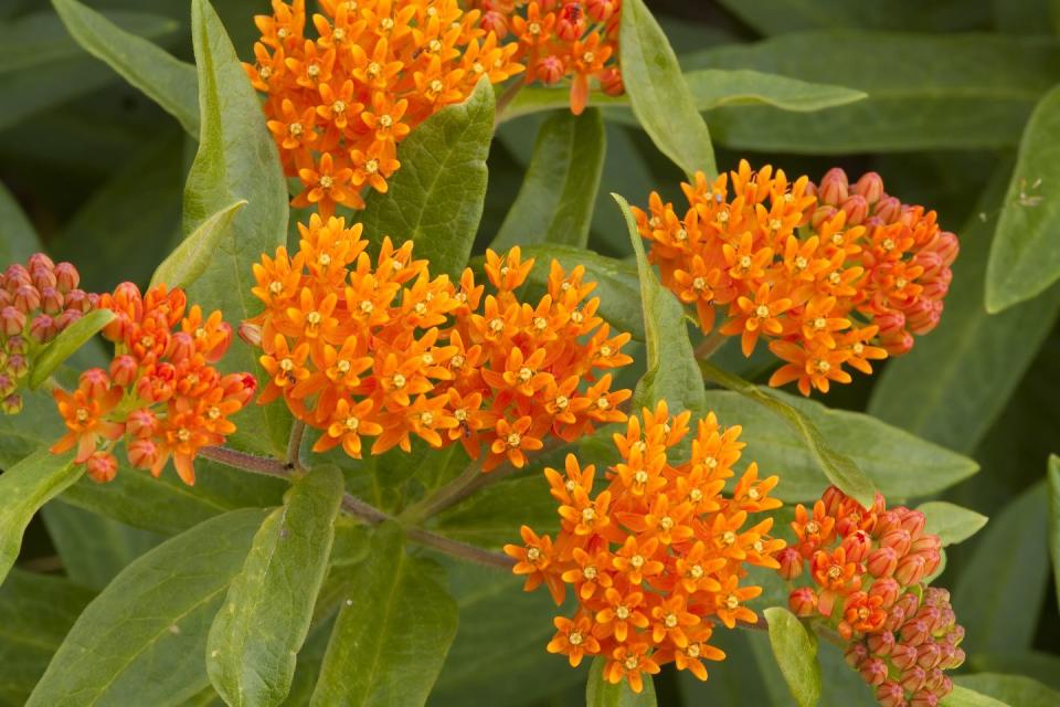 types of flowers butterfly weed