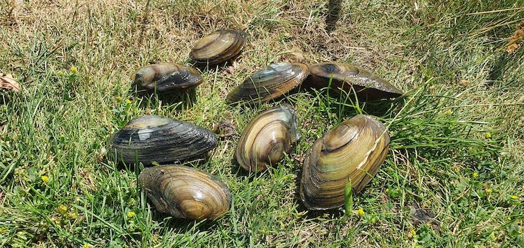 Several of the species of mussel that are found in the Thames positioned on grass.