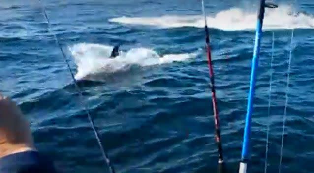 The Orca whales got very close to the fishermen. Photo: YouTube