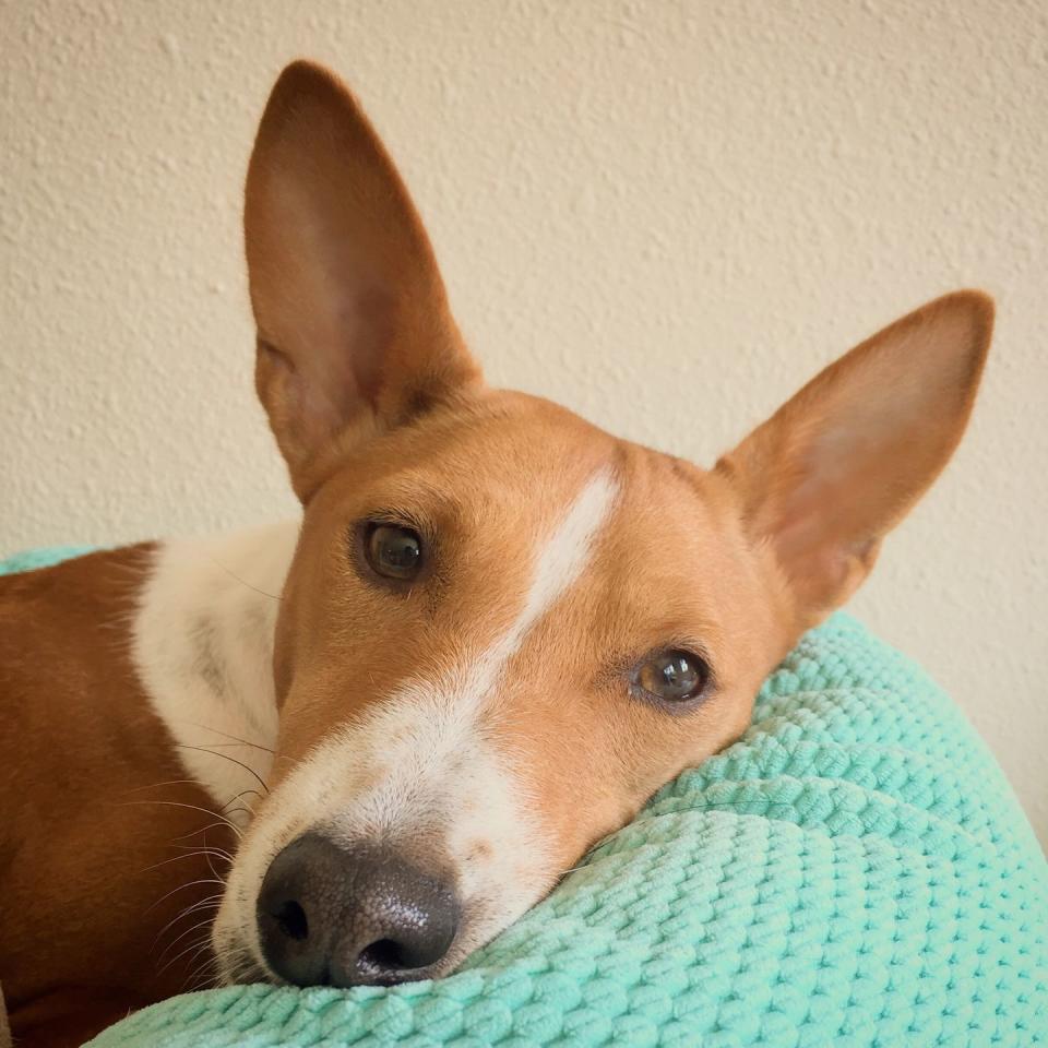 Basenji