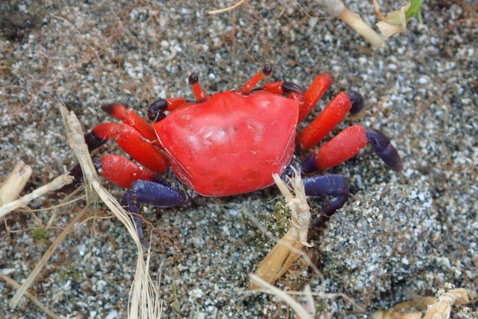 
海保署委託學術單位調查蘭嶼海洋底棲生物，發現多達
32種蘭嶼新紀錄種，在野銀潮間帶記錄到粗腿擬瘦招潮
（Paraleptuca crassipes），是蘭嶼首次有招潮蟹的正
式紀錄。（海保署提供）

蘭嶼多達32種新紀錄生物 包括小雙麟蛇尾台灣新紀錄
蘭嶼多達32種新紀錄生物 包括小雙麟蛇尾台灣新紀錄
海保署委託學術單位調查蘭嶼海洋底棲生物，發現發現
多達32種蘭嶼新紀錄種，其中小雙麟蛇尾更是台灣的新
紀錄種。（海保署提供）