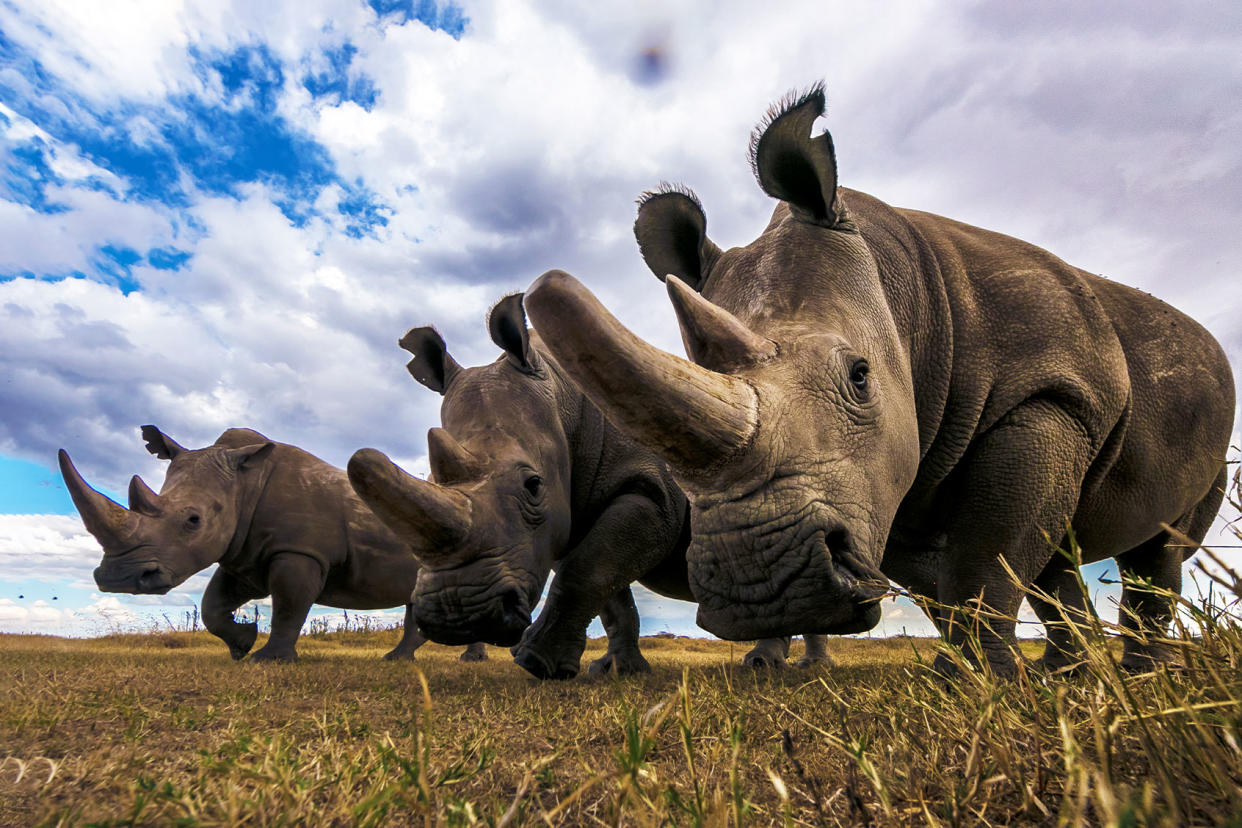 Northern white rhinos Getty Images/Manoj Shah