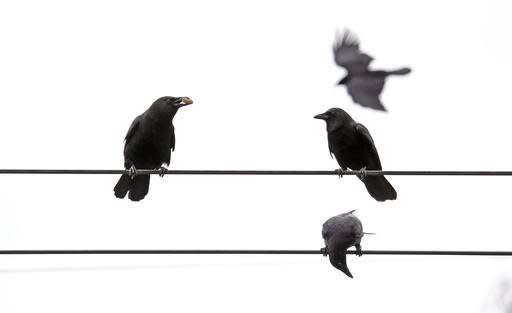 In this Thursday, March 10, 2016 photo, crows line overhead wires after following Darryl Dyer on his usual route in Seattle. For nearly every step of his almost 12-mile hike, Dyer says flocks of crows follow him, signaling each other, because they all know that he's the guy with the peanuts. Scientists for years have known that crows have great memories, that they can recognize a human face, their behavior and can pass that information onto their offspring. (AP Photo/Elaine Thompson)