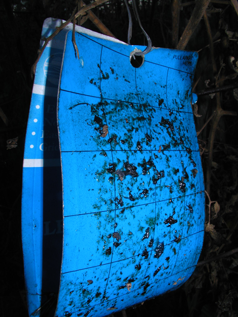 Blue sticky traps are designed to catch thrips; yellow ones are for white flies.