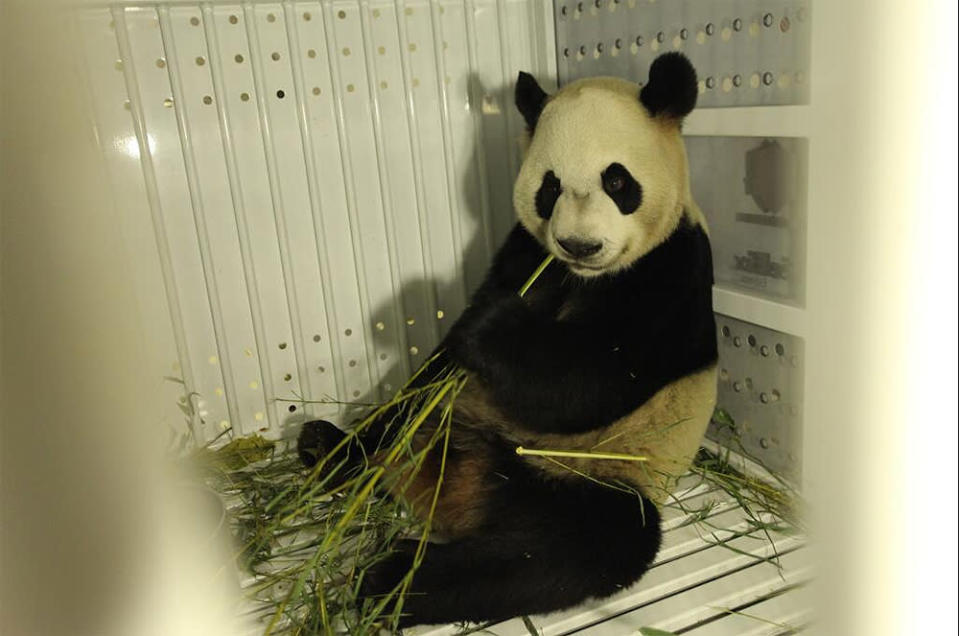 Da Mao enjoying the in-flight catering. He and Er Shun are just under 6 hours away from landing in Toronto. <a class="link " href="http://t.co/sqrPEIZa6T" rel="nofollow noopener" target="_blank" data-ylk="slk:pic.twitter.com/sqrPEIZa6T;elm:context_link;itc:0;sec:content-canvas">pic.twitter.com/sqrPEIZa6T</a>