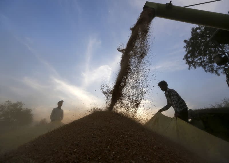 FOTO DE ARCHIVO. Una cosechadora se utiliza para depositar la cosecha de trigo en una lona en un campo en las afueras de Ahmedabad, India