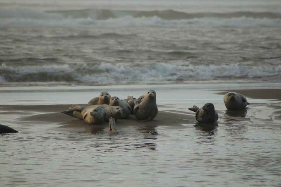 The number of harbor seals have increased to the point that they are now seen everywhere in the Gulf of Maine.