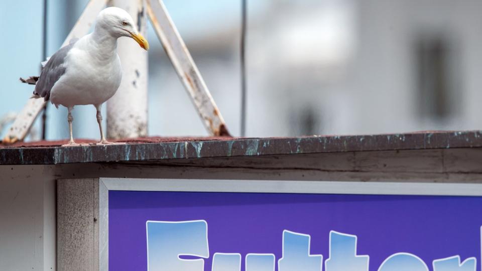 Möwen stehlen seltener Essen von Menschen, wenn man sie im Blick behält. Foto: Jens Büttner